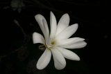 Magnolia stellata RCP3-09 283.jpg